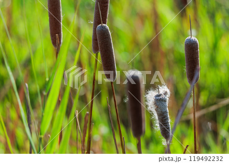 秋の湿地に佇むガマの穂 　自然の静寂と生命力を捉えた風景写真 119492232