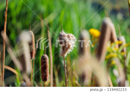 秋の湿地に佇むガマの穂 　自然の静寂と生命力を捉えた風景写真 119492233