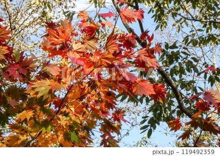 岩手県国立公園八幡平の天狗のうちわのようなハウチワカエデの美しい紅葉 岩手県国立公園八幡平の天狗のうちわのようなハウチワカエデの美しい紅葉 119492359