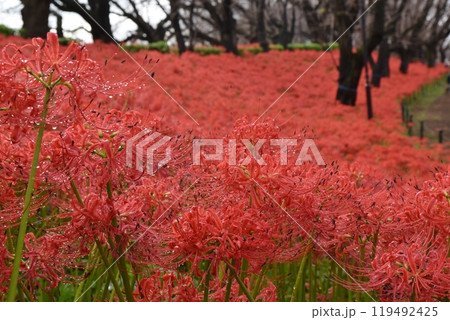 雨上がりの雨粒の滴る権現堂の彼岸花 埼玉 雨上がりの雨粒の滴る権現堂の彼岸花 埼玉 119492425
