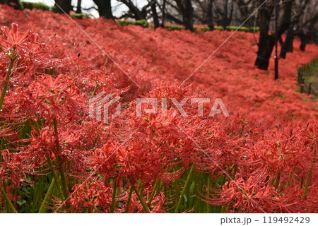 雨上がりの雨粒の滴る権現堂の彼岸花　埼玉 119492429