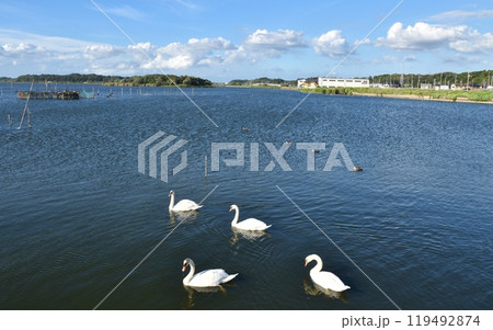 晴天の牛久沼水辺公園のコブハクチョウ 茨城 晴天の牛久沼水辺公園のコブハクチョウ 茨城 119492874