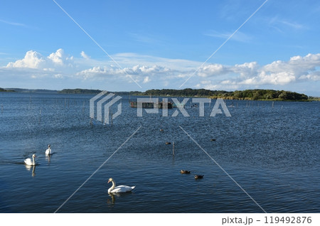 晴天の牛久沼水辺公園のコブハクチョウ　茨城 119492876