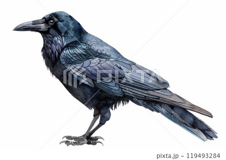 Crow, bird, Pastel-colored, in hand-drawn style, watercolor, isolated on white background Crow, bird, Pastel-colored, in hand-drawn style, watercolor, isolated on white background 119493284