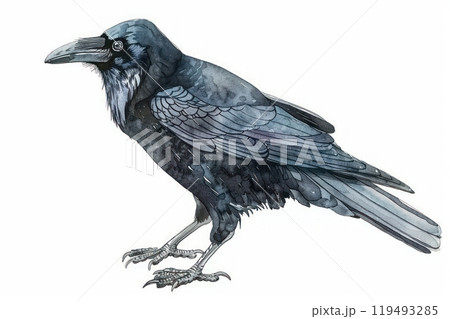 Crow, bird, Pastel-colored, in hand-drawn style, watercolor, isolated on white background Crow, bird, Pastel-colored, in hand-drawn style, watercolor, isolated on white background 119493285
