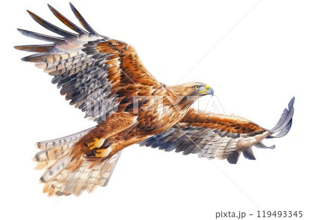 Eagle, bird, Pastel-colored, in hand-drawn style, watercolor, isolated on white background 119493345