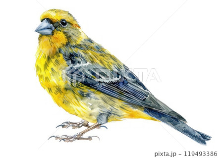 Goldfinch, bird, Pastel-colored, in hand-drawn style, watercolor, isolated on white background 119493386