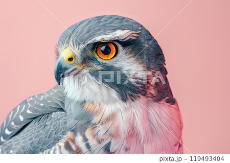 Goshawk, isolated on pastel background, stock photographic style 119493404