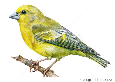 Greenfinch, bird, Pastel-colored, in hand-drawn style, watercolor, isolated on white background 119493428