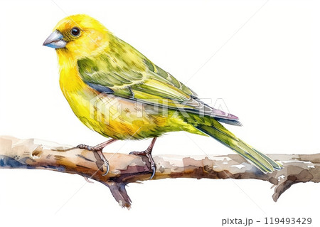 Greenfinch, bird, Pastel-colored, in hand-drawn style, watercolor, isolated on white background 119493429