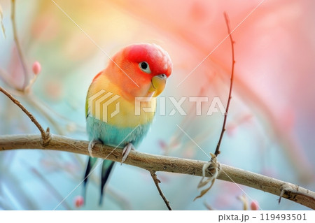Lovebird, isolated on pastel background, stock photographic style 119493501