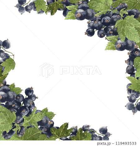 Watercolor board of black currant isolated on white. Bright botanical illustration hand drawn. Watercolor board of black currant isolated on white. Bright botanical illustration hand drawn. 119493533