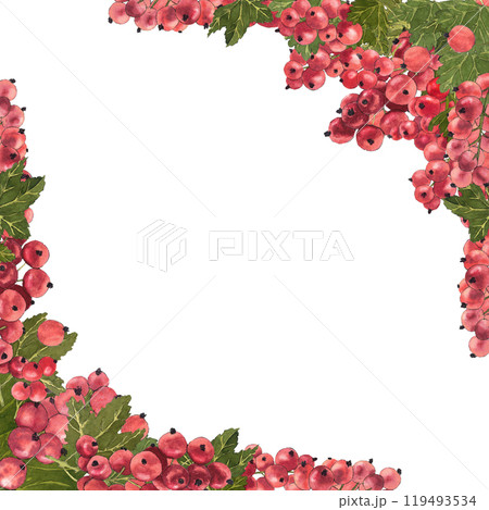 Watercolor board of red currant isolated on white. Bright botanical illustration hand drawn. Watercolor board of red currant isolated on white. Bright botanical illustration hand drawn. 119493534