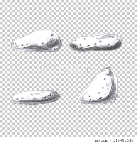 Sea stones, hand drawn pencil sketch. Isolated illustration in realistic style for fish restaurant design, menu, textile, posters 119493539