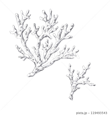 Corals, hand drawn pencil drawing. Isolated illustration in realistic style for fish restaurant design, menu, textile, posters 119493543