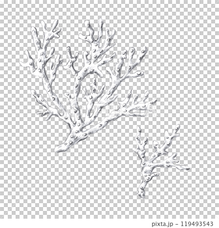 Corals, hand drawn pencil drawing. Isolated illustration in realistic style for fish restaurant design, menu, textile, posters 119493543