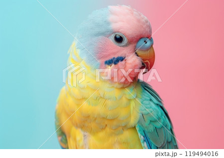 Parakeet, isolated on pastel background, stock photographic style 119494016