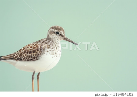 Sandpiper, isolated on pastel background, stock photographic style 119494102