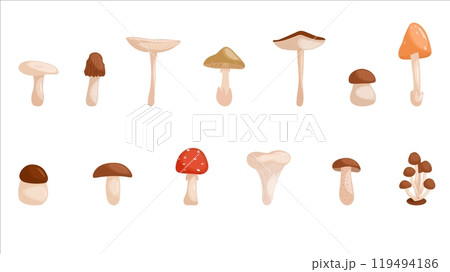 Cartoon mushrooms. Mushrooms isolated vector illustration set. Forest wild mushrooms types. Organic porcini and chanterelle, poisonous fungus Cartoon mushrooms. Mushrooms isolated vector illustration set. Forest wild mushrooms types. Organic porcini and chanterelle, poisonous fungus 119494186