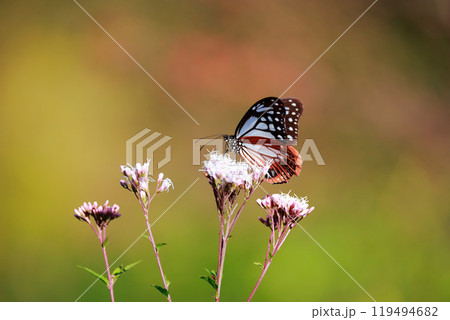 アサギマダラ 119494682
