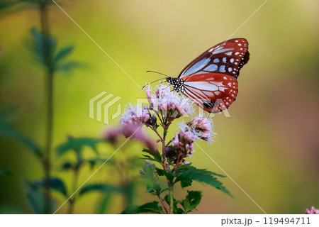 アサギマダラ 119494711