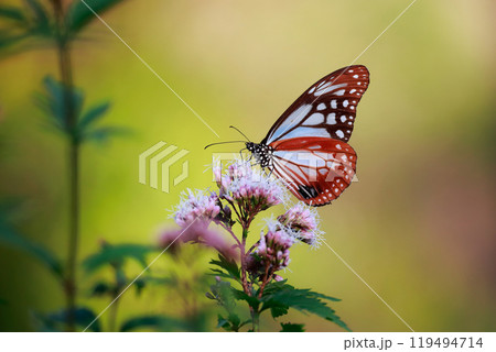 アサギマダラ 119494714