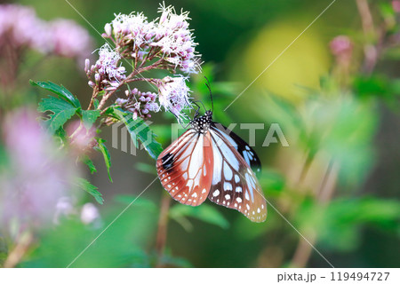 アサギマダラ 119494727