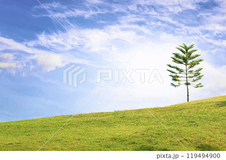 Lone Pine Tree in Sunlit Green Field with Blue Sky 119494900