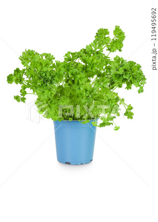 parsley in a pot isolated on white background parsley in a pot isolated on white background 119495692