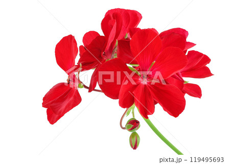 Red flowers of geranium isolated on white background. Red flowers of geranium isolated on white background. 119495693