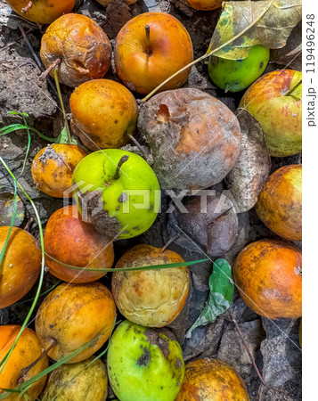 Rotten apples. Fallen rotten apples. Rotten apples like thrown garbage. High quality photo Rotten apples. Fallen rotten apples. Rotten apples like thrown garbage. High quality photo 119496248