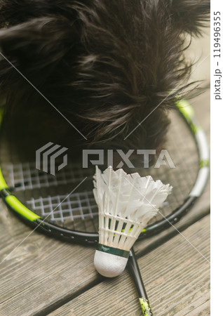Dog sniffing badminton shuttlecock on a racket, outdoors on a wooden surface. High quality photo 119496355
