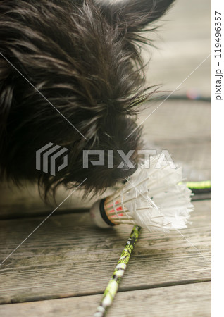 Dog sniffing badminton shuttlecock on a racket, outdoors on a wooden surface. High quality photo 119496357