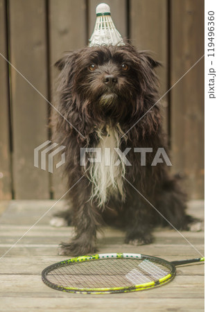 Black small dog with a badminton shuttlecock on head, posing next to a racket. High quality photo 119496360