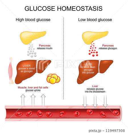 Glucose Homeostasis. Blood glucose regulation. Insulin secretion 119497308