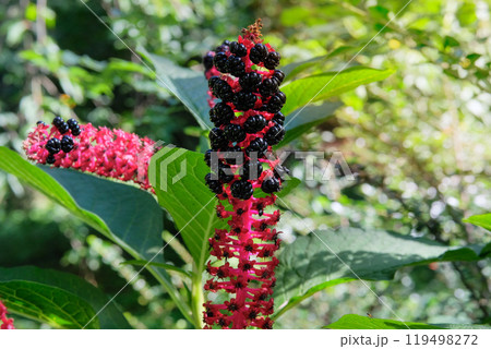 Flowers of Phytolacca acinosais growing in garden. Countryside garden. Bright floral background. Wildflowers in meadow. Flowers of Phytolacca acinosais growing in garden. Countryside garden. Bright floral background. Wildflowers in meadow. 119498272