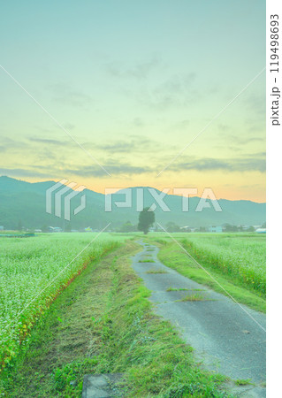 一本の木へ向かう道と満開の蕎麦畑【夜明け】 119498693