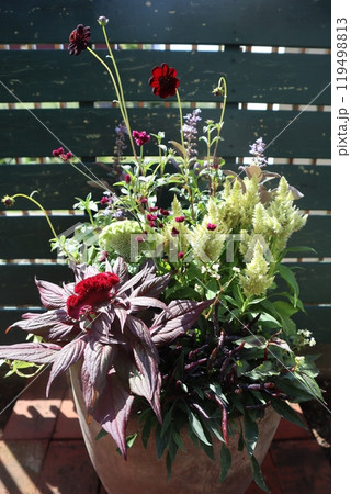 秋の花寄せ植え 119498813