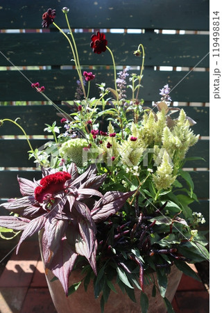 秋の花寄せ植え 秋の花寄せ植え 119498814