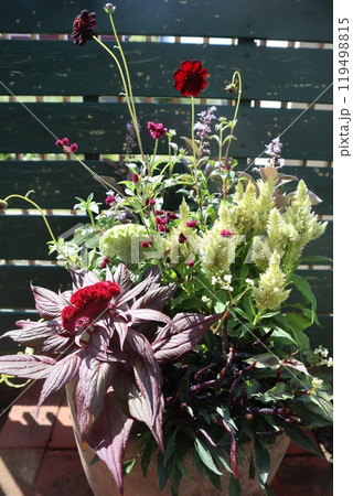 秋の花寄せ植え 秋の花寄せ植え 119498815