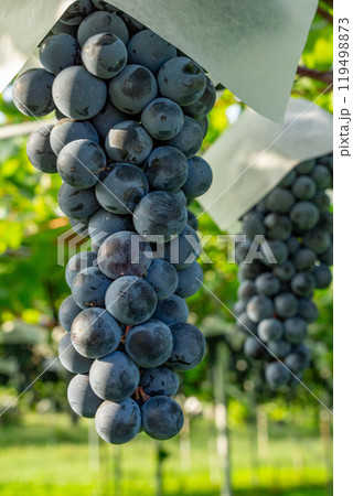 新鮮なぶどう 新鮮なぶどう 119498873