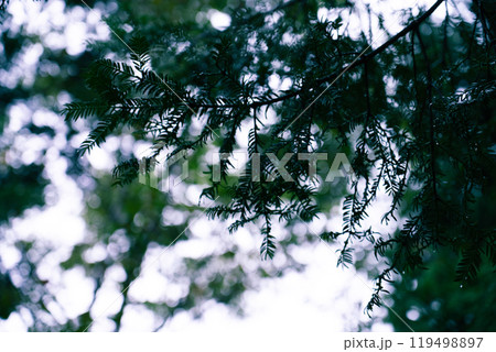 霧がかかった樹木 119498897