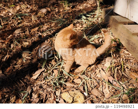 生まれた雑木林で元気に遊ぶ可愛い子猫 生まれた雑木林で元気に遊ぶ可愛い子猫 119498921