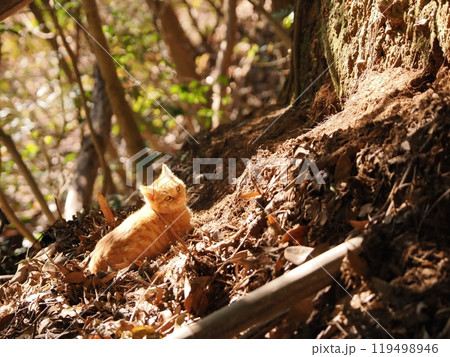 生まれた雑木林で元気に遊ぶ可愛い子猫 119498946