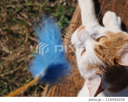 公園のネココロニーで遊ぶ可愛いネコ 119499208