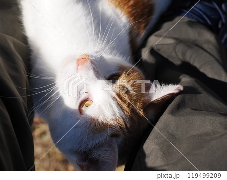 公園のネココロニーで遊ぶ可愛いネコ 公園のネココロニーで遊ぶ可愛いネコ 119499209