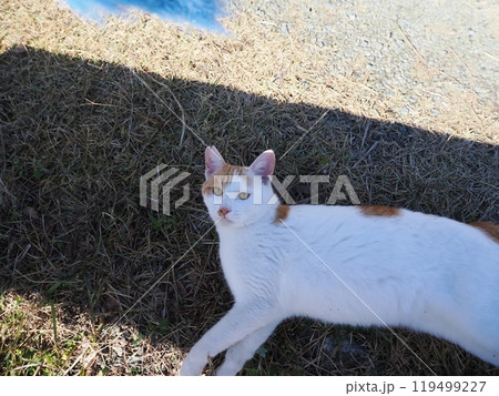 公園のネココロニーで遊ぶ可愛いネコ 公園のネココロニーで遊ぶ可愛いネコ 119499227
