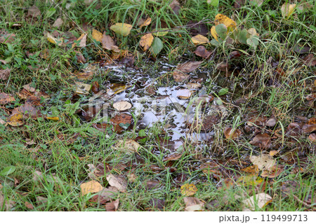 水たまり、雨水、雨、草、落葉、水、水面、落ち葉、屋外、自然 水たまり、雨水、雨、草、落葉、水、水面、落ち葉、屋外、自然 119499713