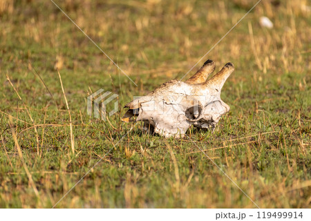 Giraffe skull in the Okavango Giraffe skull in the Okavango 119499914