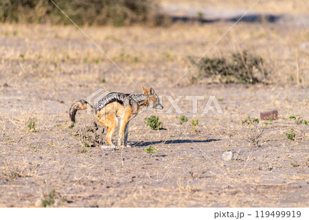 Close-up of a Jackal Close-up of a Jackal 119499919